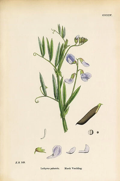 Marsh Vetchling, Lathyrus palustris, Victorian Botanical Illustration, 1863
