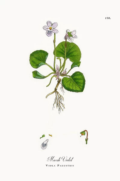 Marsh Violet, Viola Palustris, Victorian Botanical Illustration, 1863