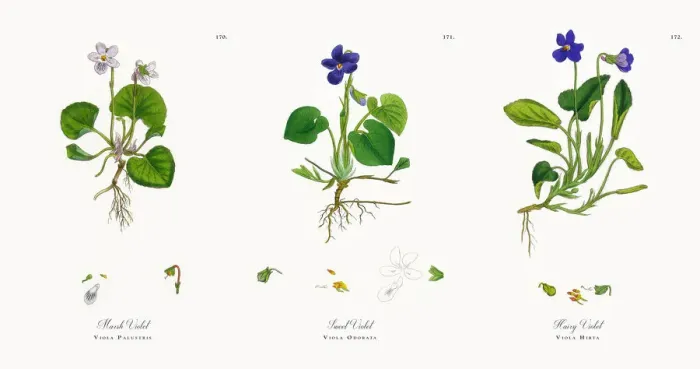 Framed Print : Marsh Violet, Viola Palustris, Victorian Botanical Illustration, 1863 Framed Print : Marsh Violet, Viola Palustris, Victorian Botanical Illustration, 1863
