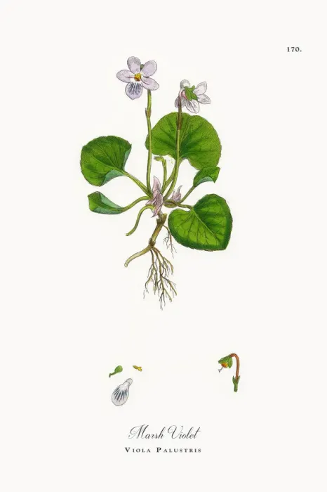 Framed Print : Marsh Violet, Viola Palustris, Victorian Botanical Illustration, 1863 Framed Print : Marsh Violet, Viola Palustris, Victorian Botanical Illustration, 1863