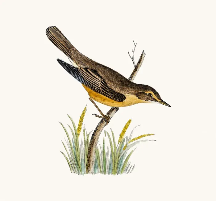 Framed Print : Marsh Warbler Framed Print : Marsh Warbler