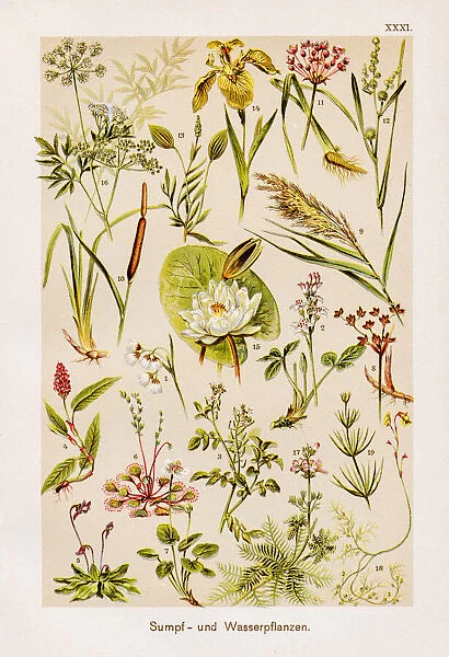 Marsh and Water Plants Chromolithography 1899