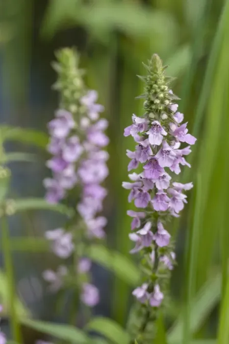 Framed Print : Marsh Woundwort -Stachys palustris-, Thuringia, Russia Framed Print : Marsh Woundwort -Stachys palustris-, Thuringia, Russia