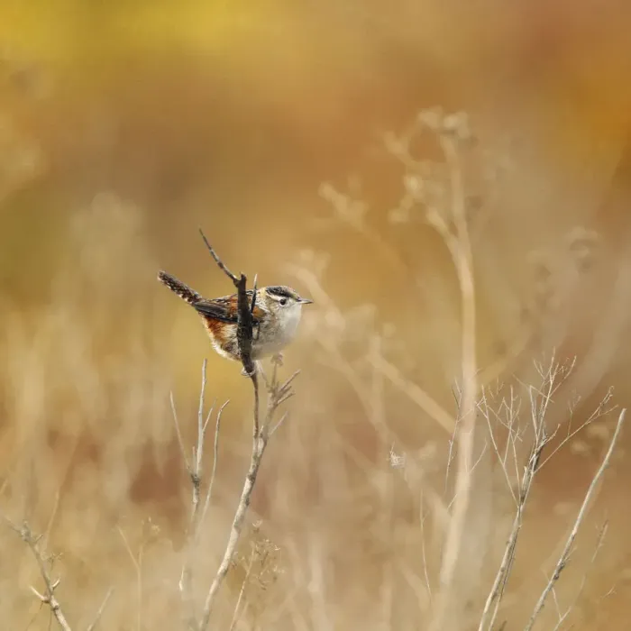 Framed Print : Marsh wren in field of gold Framed Print : Marsh wren in field of gold