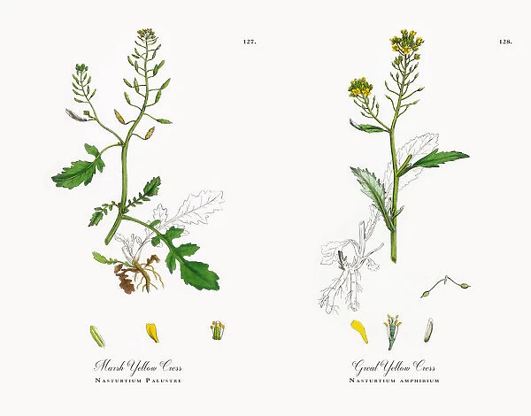 Marsh Yellow Cress, Nasturtium Palustre, Victorian Botanical Illustration, 1863