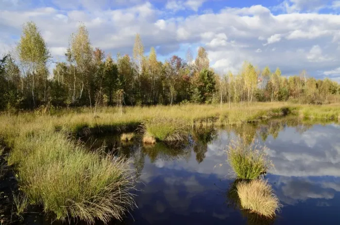 Framed Print : Marshland pond overgrown with club-rush in autumn, Stammbeckenmoor Rosenheim bog near Raubling, Bavaria, Germany, Europe Framed Print : Marshland pond overgrown with club-rush in autumn, Stammbeckenmoor Rosenheim bog near Raubling, Bavaria, Germany, Europe
