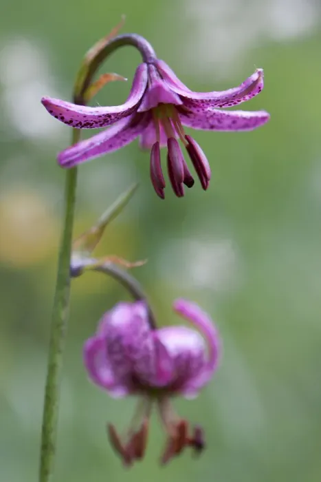 Framed Print : Martagon or Turks cap lily -Lilium martagon- Framed Print : Martagon or Turks cap lily -Lilium martagon-