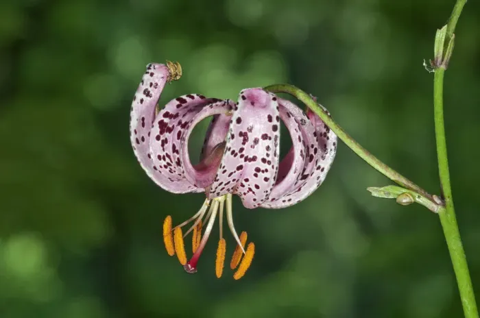 Framed Print : Martagon or Turks Cap Lily -Lilium martagon-, Abtsgmuend, Baden-Wurttemberg, Germany