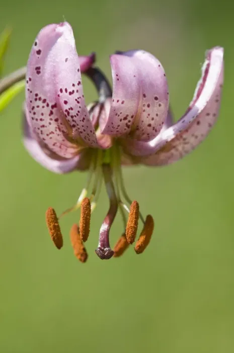 Framed Print : Martagon or Turks Cap Lily (Lilium martagon) Framed Print : Martagon or Turks Cap Lily (Lilium martagon)