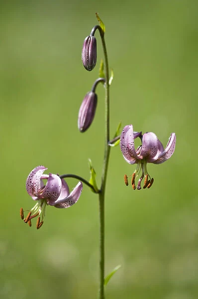 Martagon or Turks Cap Lily (Lilium martagon)