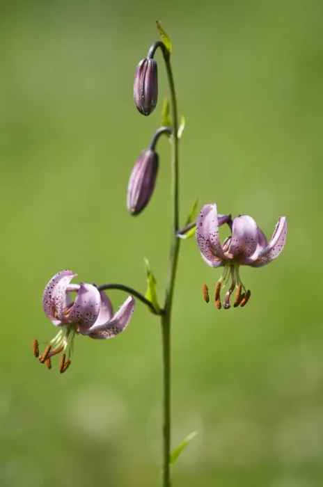 Framed Print : Martagon or Turks Cap Lily (Lilium martagon) Framed Print : Martagon or Turks Cap Lily (Lilium martagon)