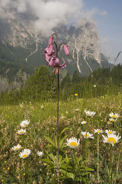Martagon or Turks Cap Lily (Lilium martagon) in front of Schlern Mountain, Seiser Alm, Dolomites, Alto Adige, Italy, Europe