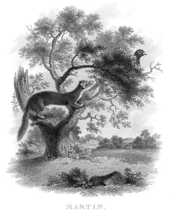 Framed Print : Marten hunting bird engraving 1812 Framed Print : Marten hunting bird engraving 1812