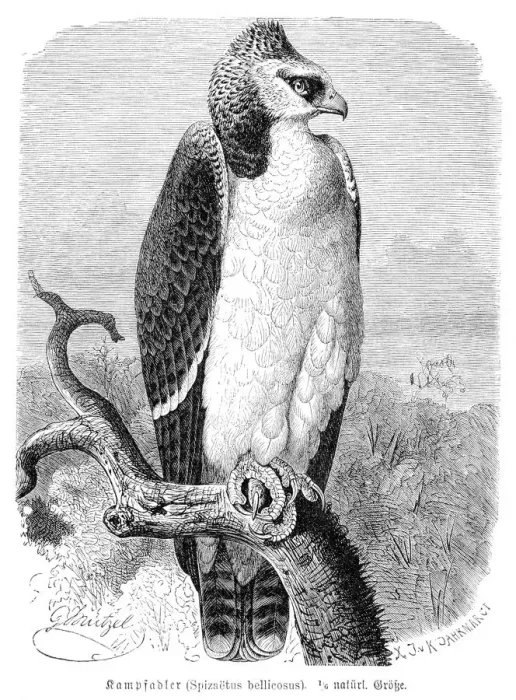 Framed Print : Martial eagle engraving 1892 Framed Print : Martial eagle engraving 1892