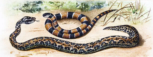 Martinican pit viper (Bothrops lanceolatus) and Painted coral snake (Micrurus corallinus)