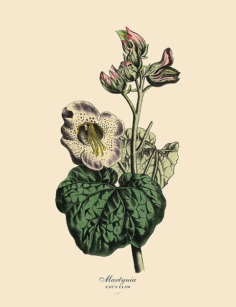Martynia or Catas Claw Plant, Victorian Botanical Illustration