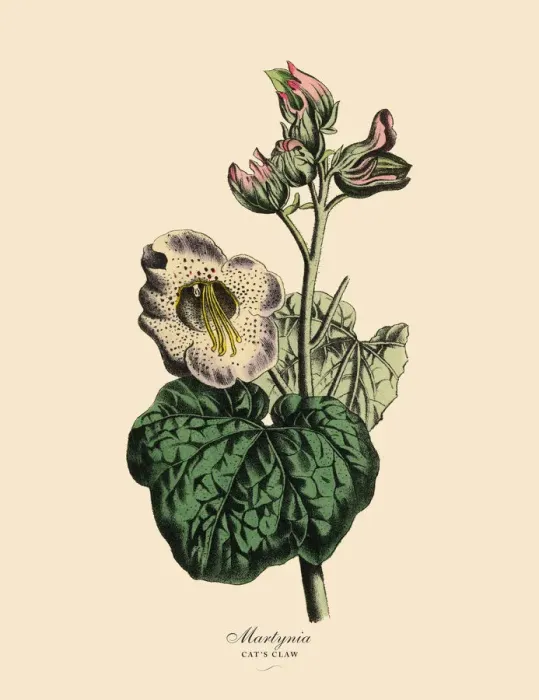Framed Print : Martynia or Catas Claw Plant, Victorian Botanical Illustration
