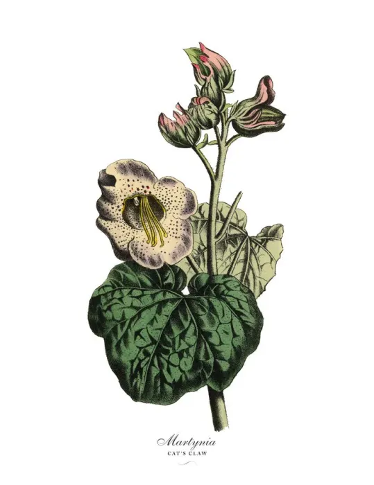 Framed Print : Martynia or Catas Claw Plant, Victorian Botanical Illustration Framed Print : Martynia or Catas Claw Plant, Victorian Botanical Illustration