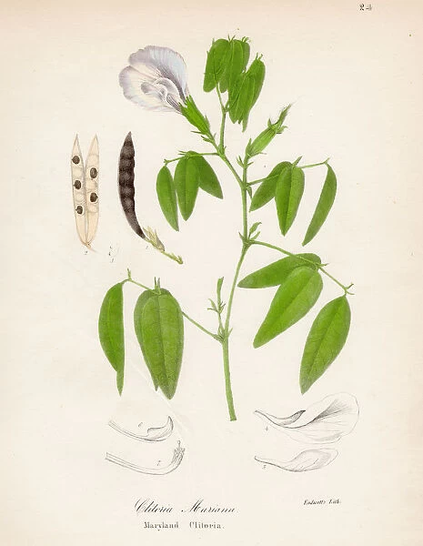 Maryland Butterfly-pea botanical engraving 1843