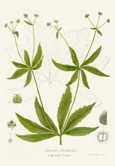 Framed Print : Maryland sanicle botanical engraving 1843