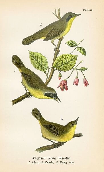 Maryland yellow warbler bird lithograph 1890
