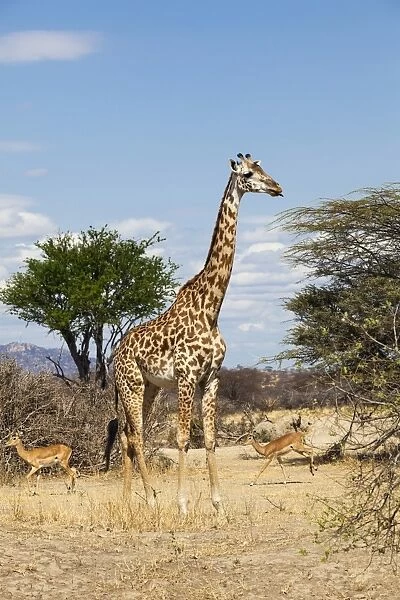 Masai giraffe -Giraffa camelopardalis- and impalas -Aepyceros melampus-, Ruaha Nationalpark, Ostafrika, Tanzania