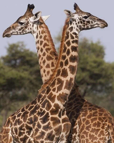 Two masai giraffe looking away from each other in Serengeti National Park, Tanzania