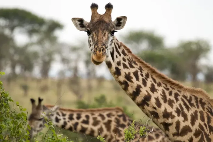 Framed Print : Two Masai giraffes Framed Print : Two Masai giraffes