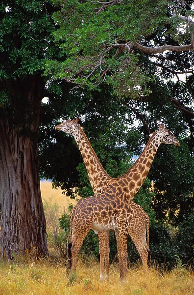 Masai Giraffes (Giraffa Camelopardalis Tippelskirchi)