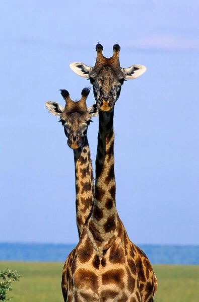 Two Masai Giraffes (Giraffa camelopardalis tippelskirchi), Kenya