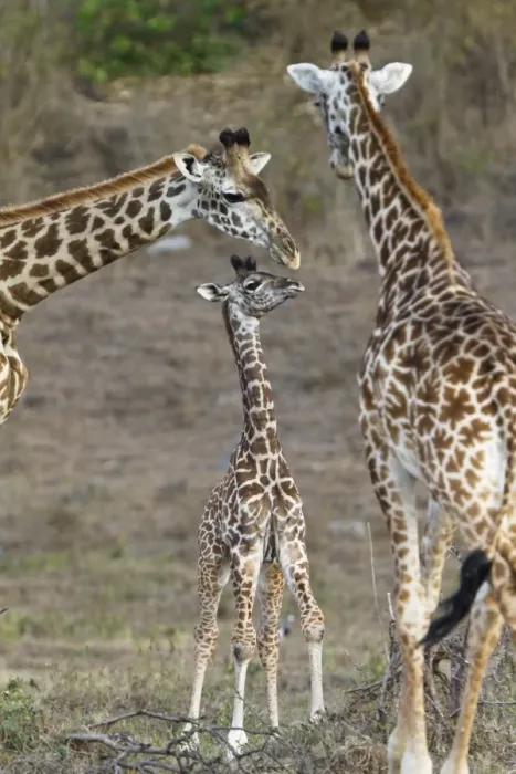 Framed Print : Masai giraffes -Giraffa camelopardalis- with young, Arusha Nationalpark, Tansania, Tanzania Framed Print : Masai giraffes -Giraffa camelopardalis- with young, Arusha Nationalpark, Tansania, Tanzania