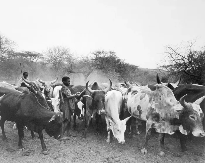 Framed Print : Masai Tending Cattle Framed Print : Masai Tending Cattle