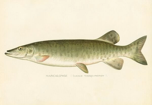 Mascalonge fish chromolithograph 1898