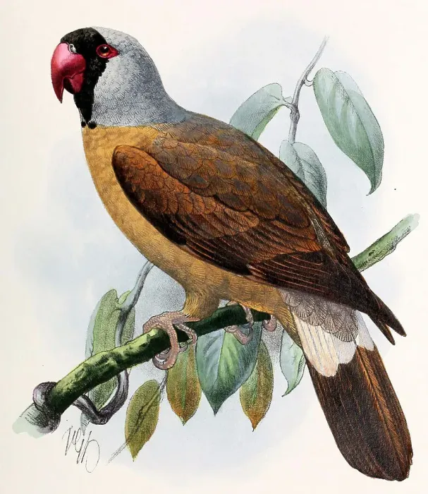 Framed Print : Mascarene parrot, 19th century illustration Framed Print : Mascarene parrot, 19th century illustration