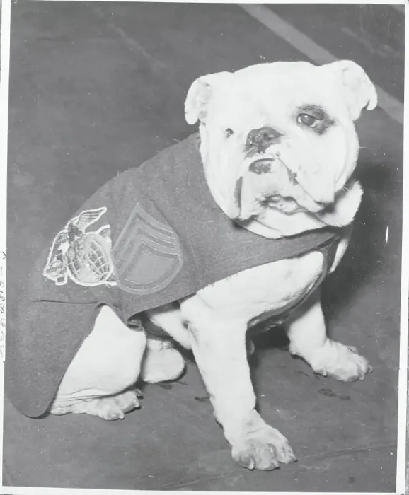 Framed Print : Mascot Dog for United States Marines Framed Print : Mascot Dog for United States Marines