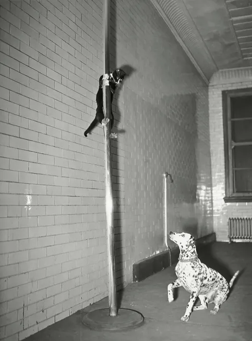 Framed Print : Mascot Slides Down Pole To Dalmation Framed Print : Mascot Slides Down Pole To Dalmation