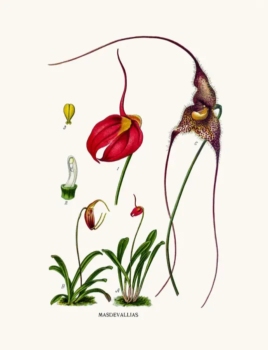 Framed Print : Masdevallia Framed Print : Masdevallia
