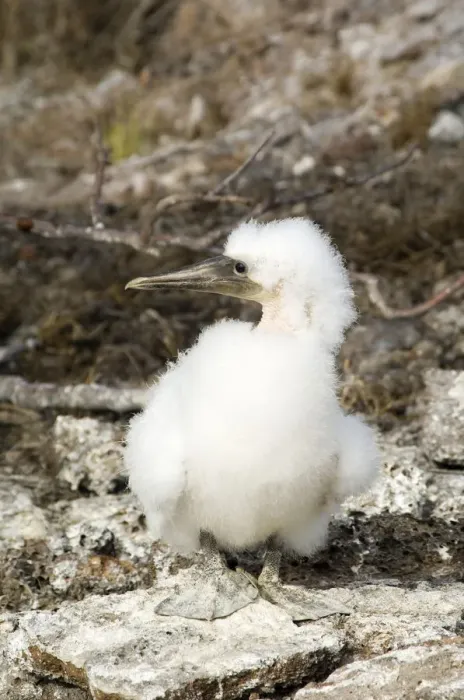 Framed Print : Masked booby chick, Galapagos lslands Framed Print : Masked booby chick, Galapagos lslands