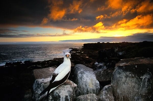 Masked booby (Sula dactylatra) on rocky shore, Galapagos Islands