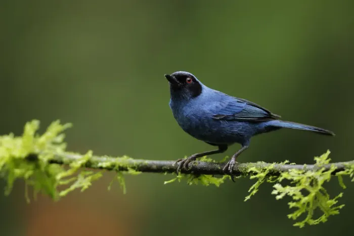 Framed Print : Masked Flowerpiercer (Diglossa cyanea) Framed Print : Masked Flowerpiercer (Diglossa cyanea)