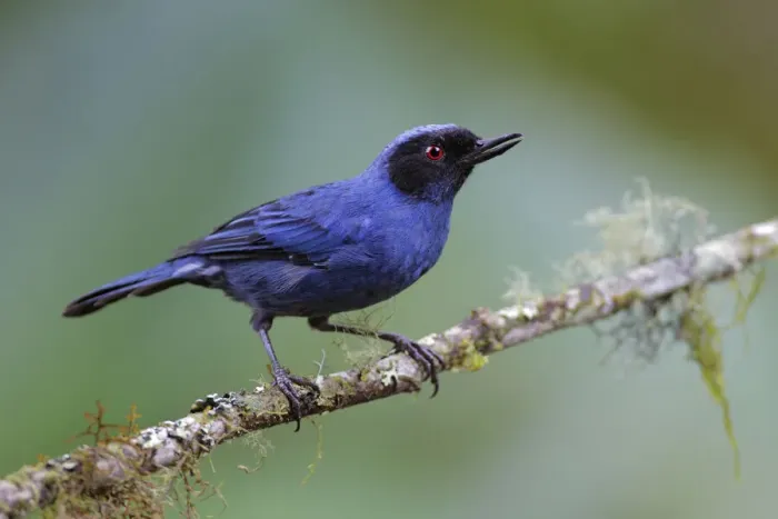 Framed Print : Masked flowerpiercer (Diglossa cyanea) Framed Print : Masked flowerpiercer (Diglossa cyanea)
