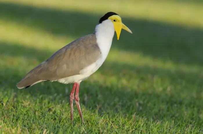 Framed Print : Masked lapwing (Vanellus miles), Australia Framed Print : Masked lapwing (Vanellus miles), Australia
