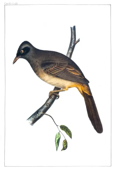 Framed Print : Masked Laughingthrush illustration 1856 Framed Print : Masked Laughingthrush illustration 1856