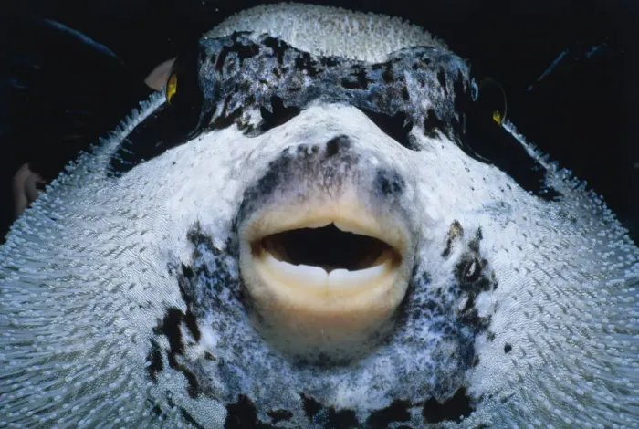 Framed Print : Masked Pufferfish Framed Print : Masked Pufferfish