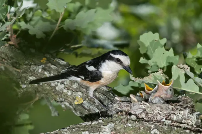 Framed Print : Masked Shrike -Lanius nubicus-, male at nest with young, Lake Kerkini region, Greece, Europe