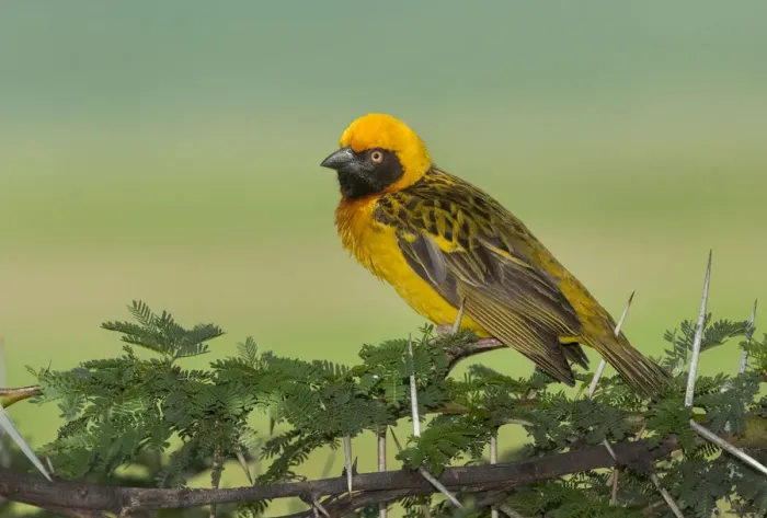 Framed Print : Masked Weaver in Ngorongoro Crater Framed Print : Masked Weaver in Ngorongoro Crater