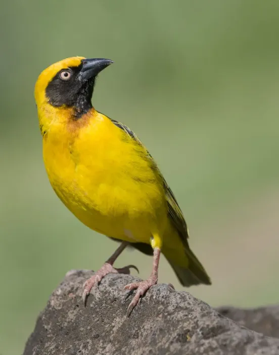 Framed Print : Masked Weaver in Ngorongoro Crater