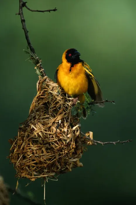 Framed Print : Masked weaver (Ploceus intermedius) in its nest, close up, Masai Mara, Kenya