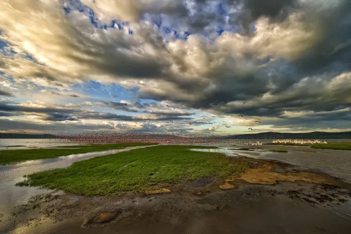 Framed Print : Masses of Flamingoes Take to flight in this Wide Angle Landscape Photo of Lake Nakuru, Kenya Framed Print : Masses of Flamingoes Take to flight in this Wide Angle Landscape Photo of Lake Nakuru, Kenya
