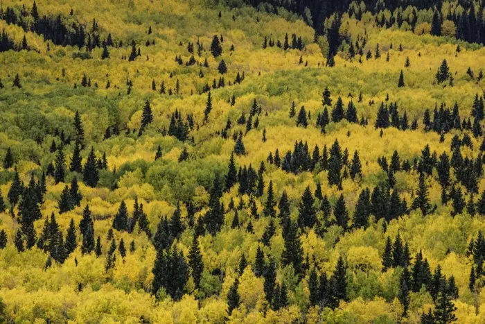 Framed Print : Massive mountain slope of dense aspen trees (Populus Tremuloides) and evergreens in fall color, Sneffels Range, Sneffels Wilderness Area, Uncompahgre National Forest, Colorado, USA Framed Print : Massive mountain slope of dense aspen trees (Populus Tremuloides) and evergreens in fall color, Sneffels Range, Sneffels Wilderness Area, Uncompahgre National Forest, Colorado, USA